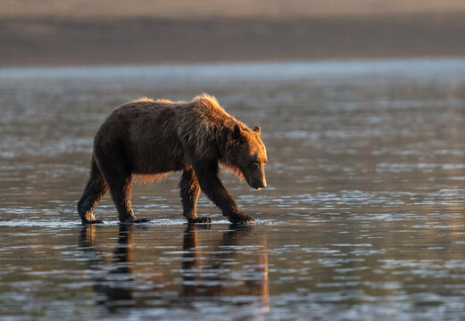 Thin female bear at sunrise walking in the wet sand