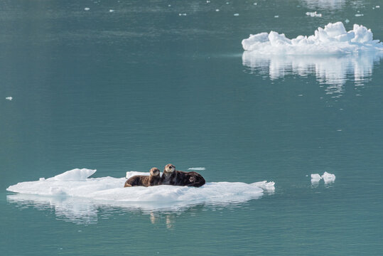 Mother and baby otters lying on iceberg in calm ocean