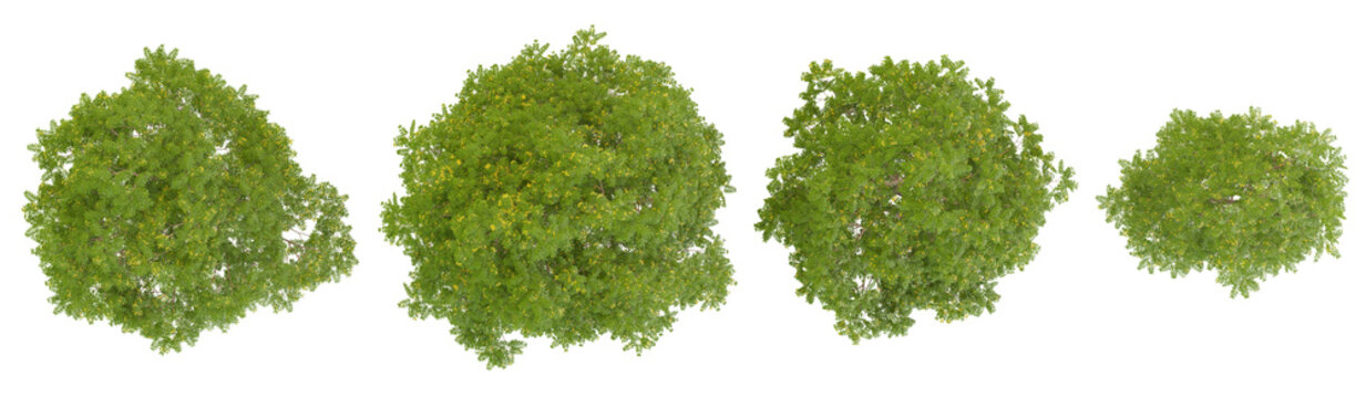 Collection of Gymnocladus trees on transparent background from the top view