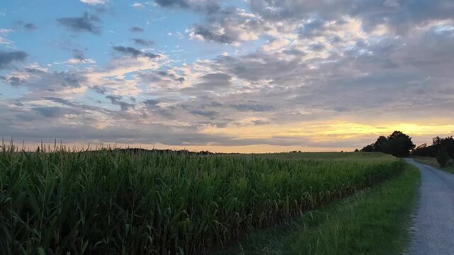 sunset over the field