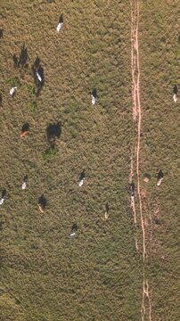 Aerial view of cattle grazing in a green pasture with rolling hills and scattered trees in the countryside of Brazil