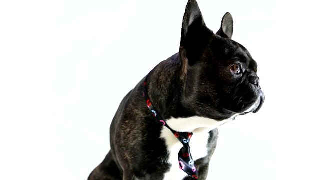 A stylish french bulldog wearing a patterned tie, looking to the side, isolated on white background