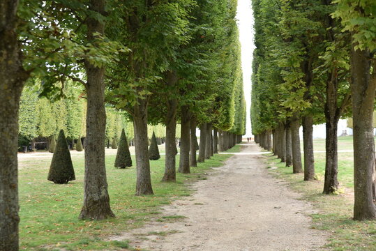 All&eacute;e de tilleuls en automne &agrave; Saint-Germain-en-Laye. France