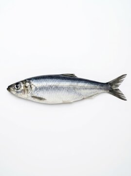 Fresh Whole Atlantic Herring Fish Isolated on White Background - High Quality Seafood Ingredient