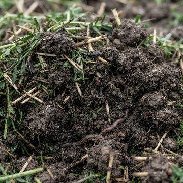 Rich dark garden soil mixed with organic compost mulch and healthy earthworms crawling.