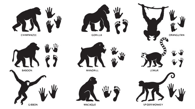 Primates Handprints Footprints Silhouettes Set, Monkey and ape species set, Black vector icons for educational biology, gorilla, chimpanzee, orangutan, baboon, lemur, gibbon, macaque, mandrill.