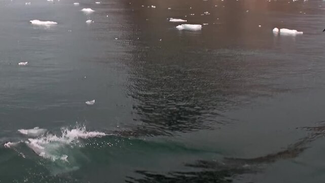 Floating ice and small ice pieces spread across dark cold water. The frame also shows a faint subsurface shape and surface reflections, adding visible texture and spatial context to the scene.