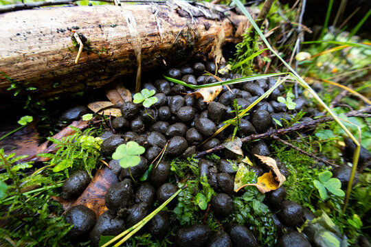 Moose droppings or elk scat on the mossy forest floor in autumn
