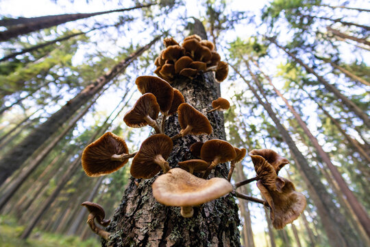 Low angle view of wild honey mushrooms growing on a tree trunk in the forest