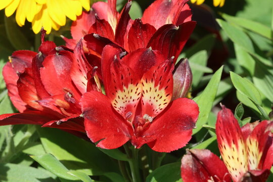 Alstroemeria [Inticancha Doba] ('Tesdoba') (Inticancha Series), close up of single dep red Peruvian lily flower with yellow throat and brown speckles.  