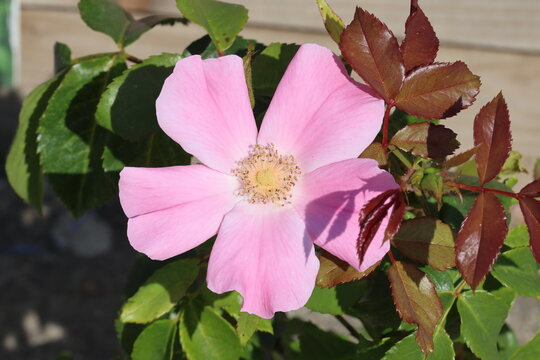 Rosa 'Bee Perfect' . Close up of one simple, single pink rose with deep purple contrasting foliage in summer.  Breeder Harkness Roses.
