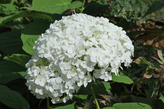 Hydrangea arborescens [Strong Annabelle] ('Abetwo'). Very large tightly packed pure white hydrangea flower head in summer. 