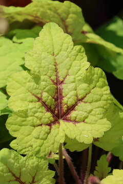 &times; Heucherella 'Stoplight'. Close up of palmately lobed yellow lime green foamy bells leaf with contrasting maroon veins.  Synonym Tiarella 'Stoplight'.  