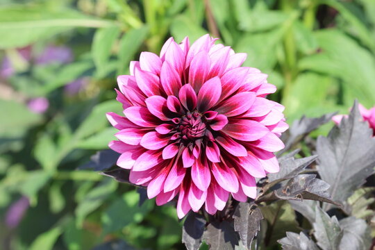 Dahlia Gardenetta Velvet Crush. Vibrant, dramatic, sumptuous two tone double dahlia flower with deep rich purple petal bases with paler cassis pink edges 