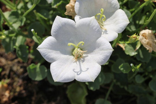 Campanula carpatica f. alba 'Weisse Clips' Synonym C. 'White Clips'.  Close up of single white tussock bellflower. 