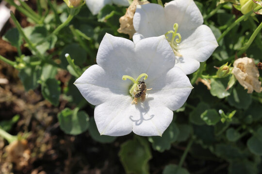 Campanula carpatica f. alba 'Weisse Clips' Synonym C. 'White Clips'.  Plus Hymenoptera. Close up of single white tussock bellflower with pollinating insect (solitary bee?). 