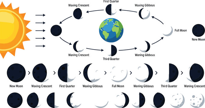 Moon phases science infographic diagram vector illustration featuring lunar cycles orbit around earth sun rays and astronomy icons on white background