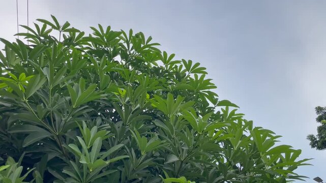  Natural Organic Texture Background of Tropical Plant Leaves and Cloudy Sky