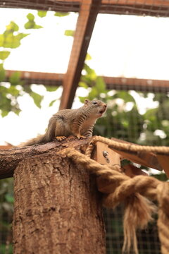 Squirrel calling with mouth openon a tree
