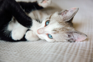 Kitten and sibling playing on bed © Natalie Wheeler