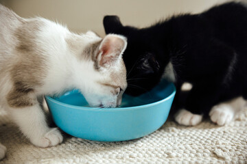 Two Kittens Drinking from Bowl © Natalie Wheeler
