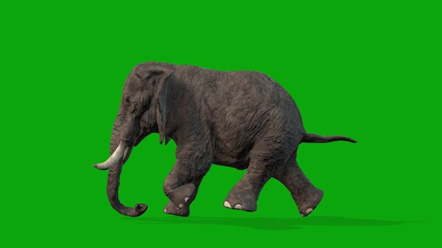 Realistic 3D Elephant Running Loop on Green Screen, Natural Run Cycle Animation side camera view, Seamless Movement, 4K Chroma Key Stock Footage