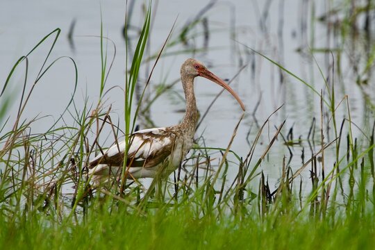 ibis in reeds