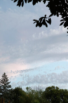 tree against sky at dusk