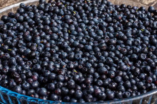 Detailed macro background of fresh ripe wild blueberries. Closeup texture pattern of organic raw blueberries or bilberries full frame summer harvest healthy food berry backdrop