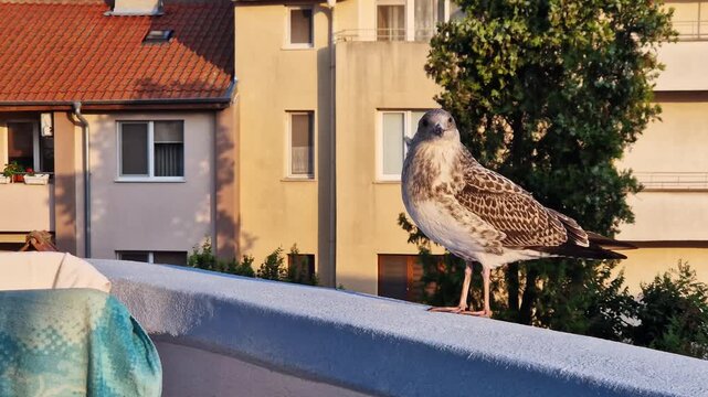A young seagull against the background of urban architecture. Close-up of a bird sitting on the balcony parapet. Bird and cozy residential buildings with tiled roofs in soft evening light. Urban fauna