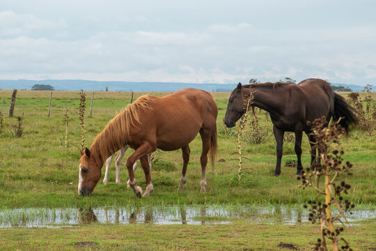 Caballos en la granja
