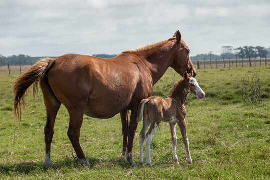 Caballos y potrillo