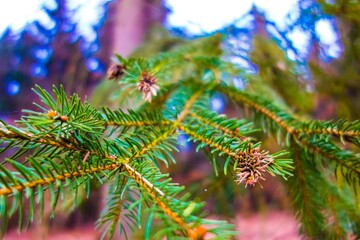 Close up of a pine tree branch with bokeh background © Novanture