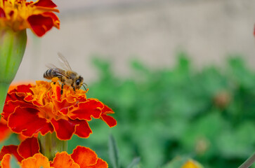 Macro photograph of a honey bee gathering pollen on a bright orange marigold flower petal. © Svitlana Dvuilo
