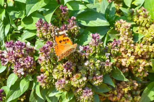 close up of butterfly vanessa cardui, insect animal nature holy basil 