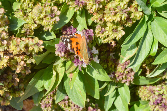 close up of holy basil and orange butterfly vanessa cardui on flowers, insect animal nature