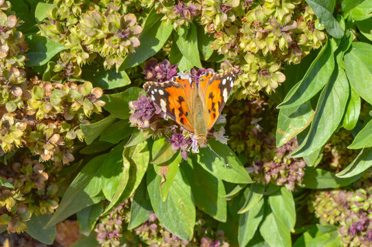 Holy basil flora and orange butterfly vanessa cardui on flowers, insect animal nature garden