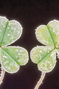 A pair of two-leafed clover plants covered in frost. vertical frame