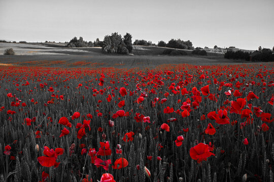 Red poppies blooming in selective color black and white field