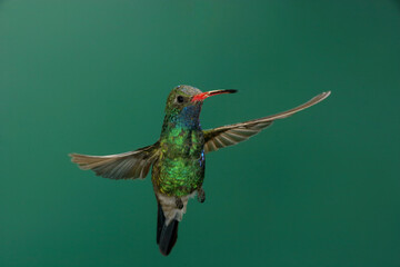 Fototapeta premium Broad-billed hummingbird in flight