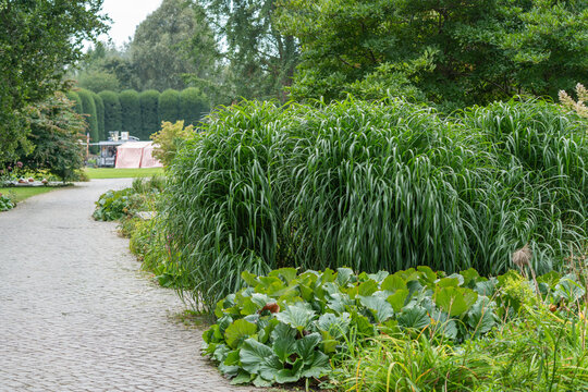 A curving cobblestone path winds beside tall ornamental grasses and broad-leaved plants in a landscaped garden, with a trimmed hedge beyond.