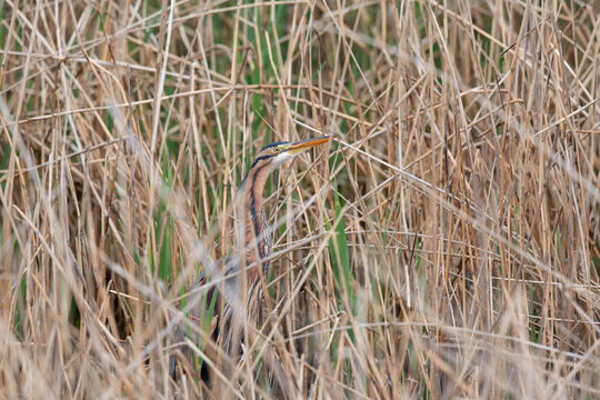 Camouflaged Purple Heron (Ardea purpurea) Hiding in Dense Dry Reeds