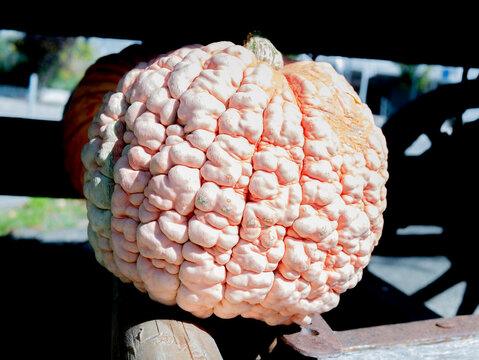 Close-up of a heavily textured white warted pumpkin with bumpy surface on display at a farm market