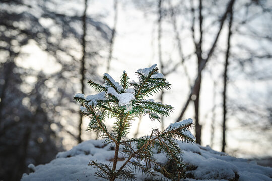 Close-up of a small young pine tree covered with fresh snow in a winter forest