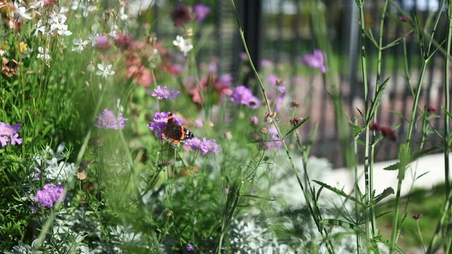 Butterfly resting on a blooming garden flower surrounded by colorful plants in sunlight creating a peaceful natural scene for wildlife gardening and seasonal nature content