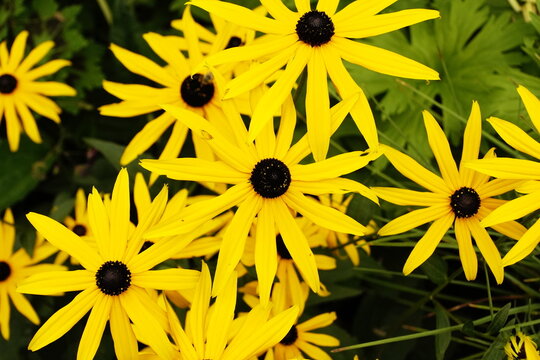 Primo piano di fiori di rudbeckia gialli con centro nero in piena fioritura
