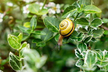 Garden snail on the fresh green leaves © Maryna Konoplytska