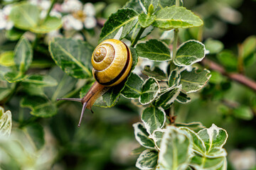 Garden snail on the fresh green leaves © Maryna Konoplytska