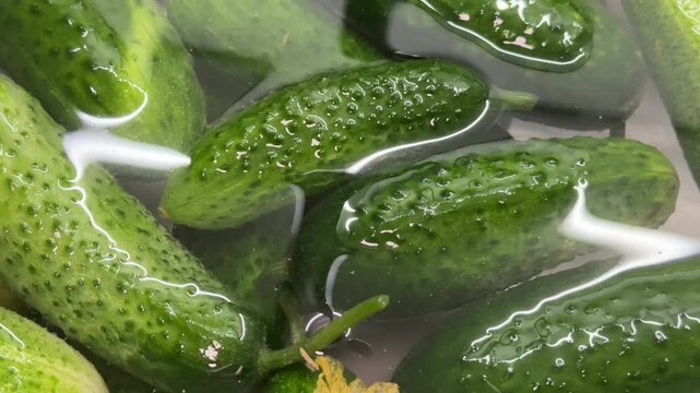 green cucumbers with bumpy skin soak in clear water, some vegetables float on the surface, a small yellow flower is visible among the produce