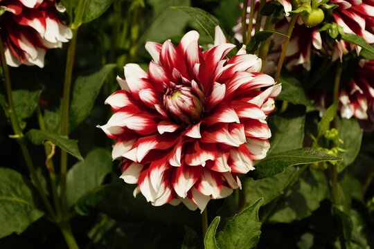Fiore di dalia bicolore con petali rossi e punte bianche in giardino